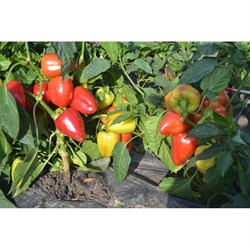 Семена ELITE PLANT-BREEDING & SEED PRODUCTION Co. 1026995308 - фото 14775192