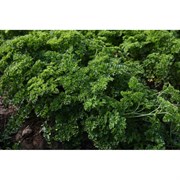Семена ELITE PLANT-BREEDING & SEED PRODUCTION Co. ЭС