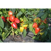 Семена ELITE PLANT-BREEDING & SEED PRODUCTION Co. 1026995308