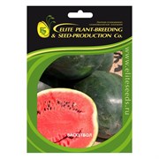 Семена ELITE PLANT-BREEDING & SEED PRODUCTION Co. ЭС мини