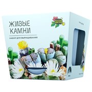 Набор для выращивания растений МАГИЯ ЦВЕТОВ "Живые камни Литопсы" (горшок, грунт, семена), mf-004