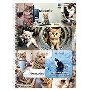 Стикербук ПРОСТО НАКЛЕЙ А6 16 листов 96 цветных стикеров, на гребне, BRAUBERG, Коты мемы, 666050