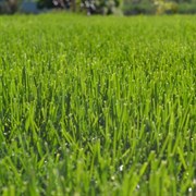 Семена газона Зеленый уголок Газон ЭКСПРЕСС