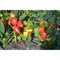 Семена ELITE PLANT-BREEDING & SEED PRODUCTION Co. 1026995308 - фото 14775192