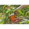 Нож для сбора овощей GARDENA 12211-20.000.00 - фото 15839096